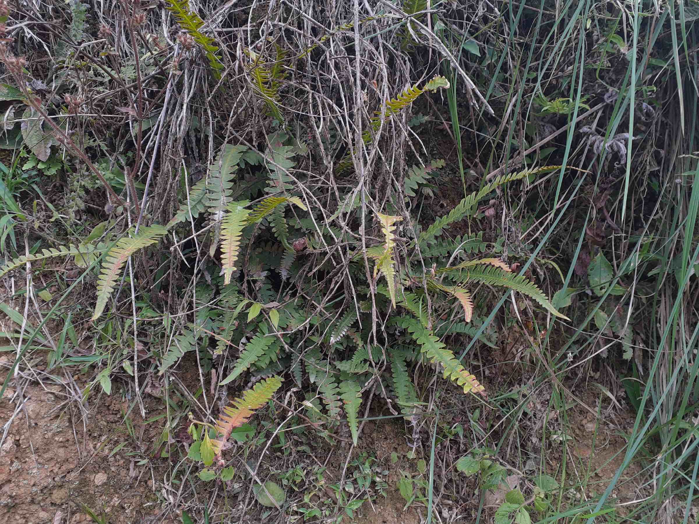 Blechnum polypodioides