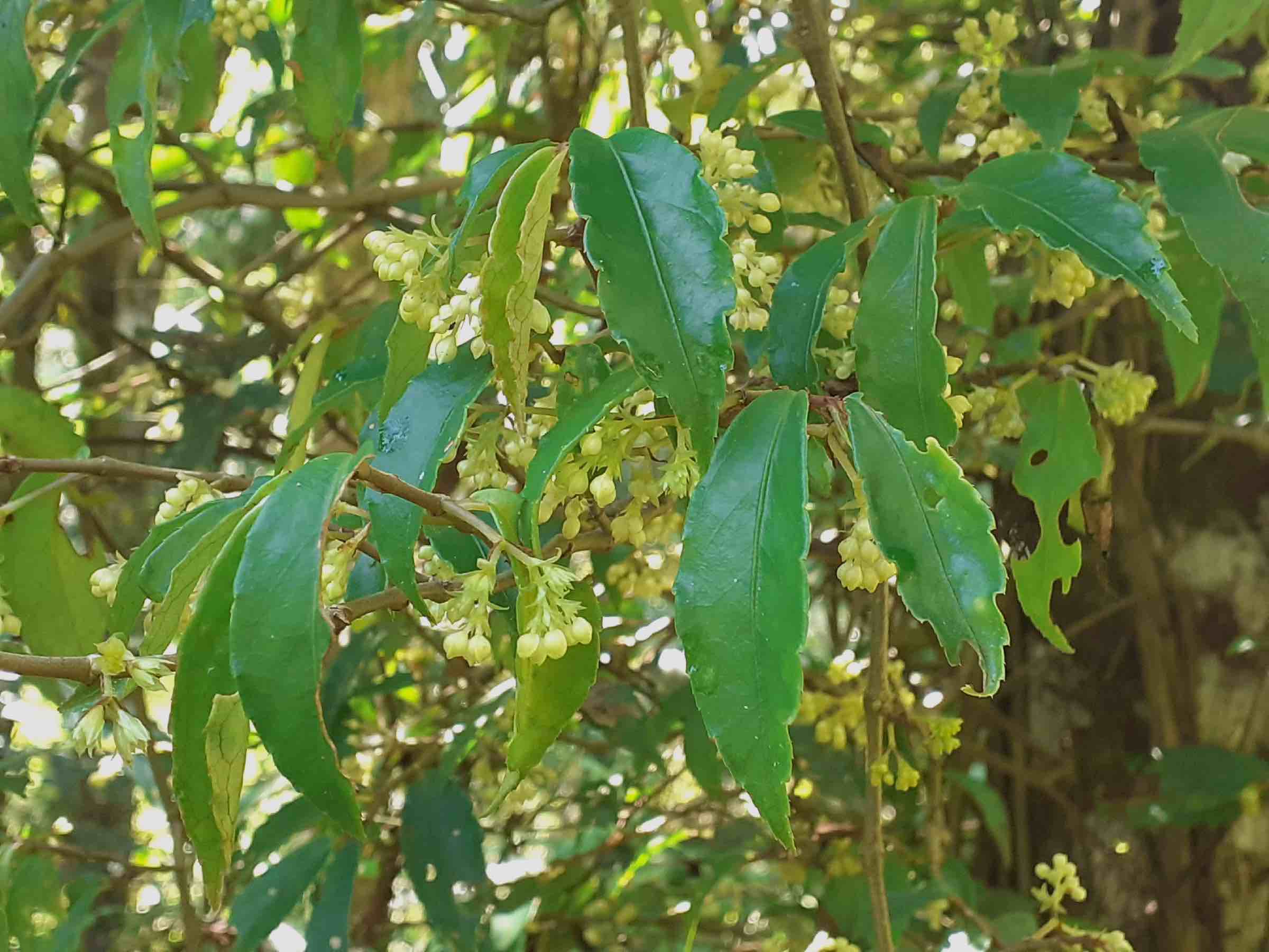 Begonia fruticosa