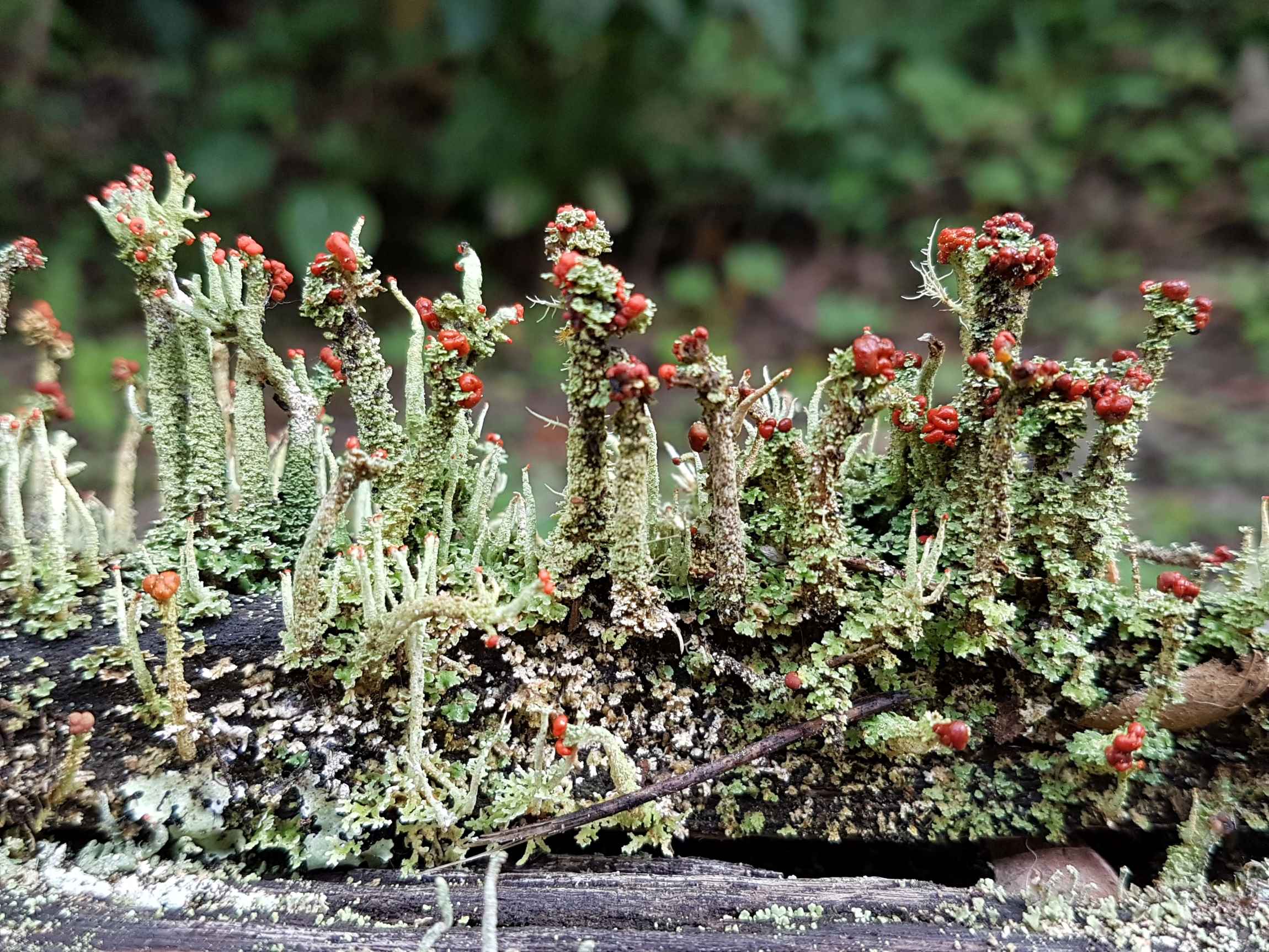 Cladonia macilenta