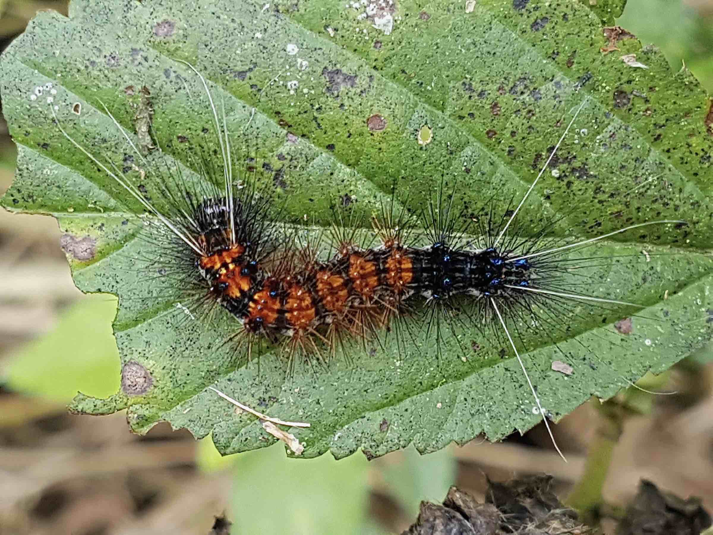 Lepidoptera sp.