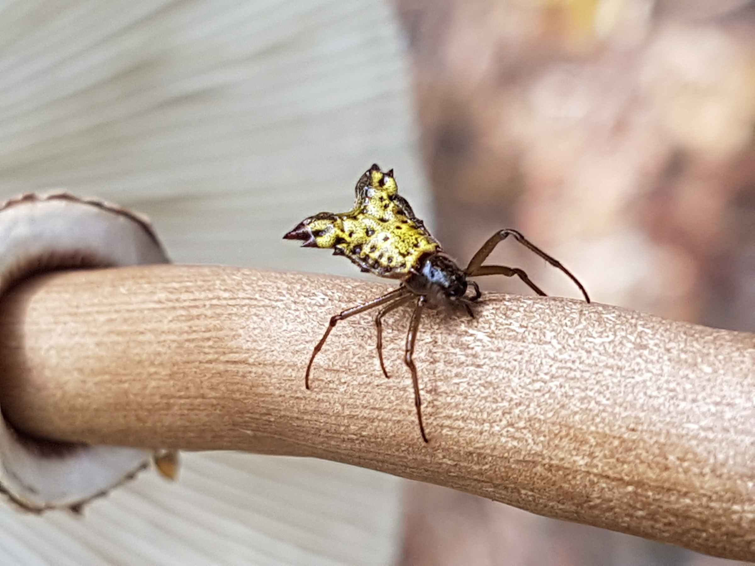 Micrathena sp.