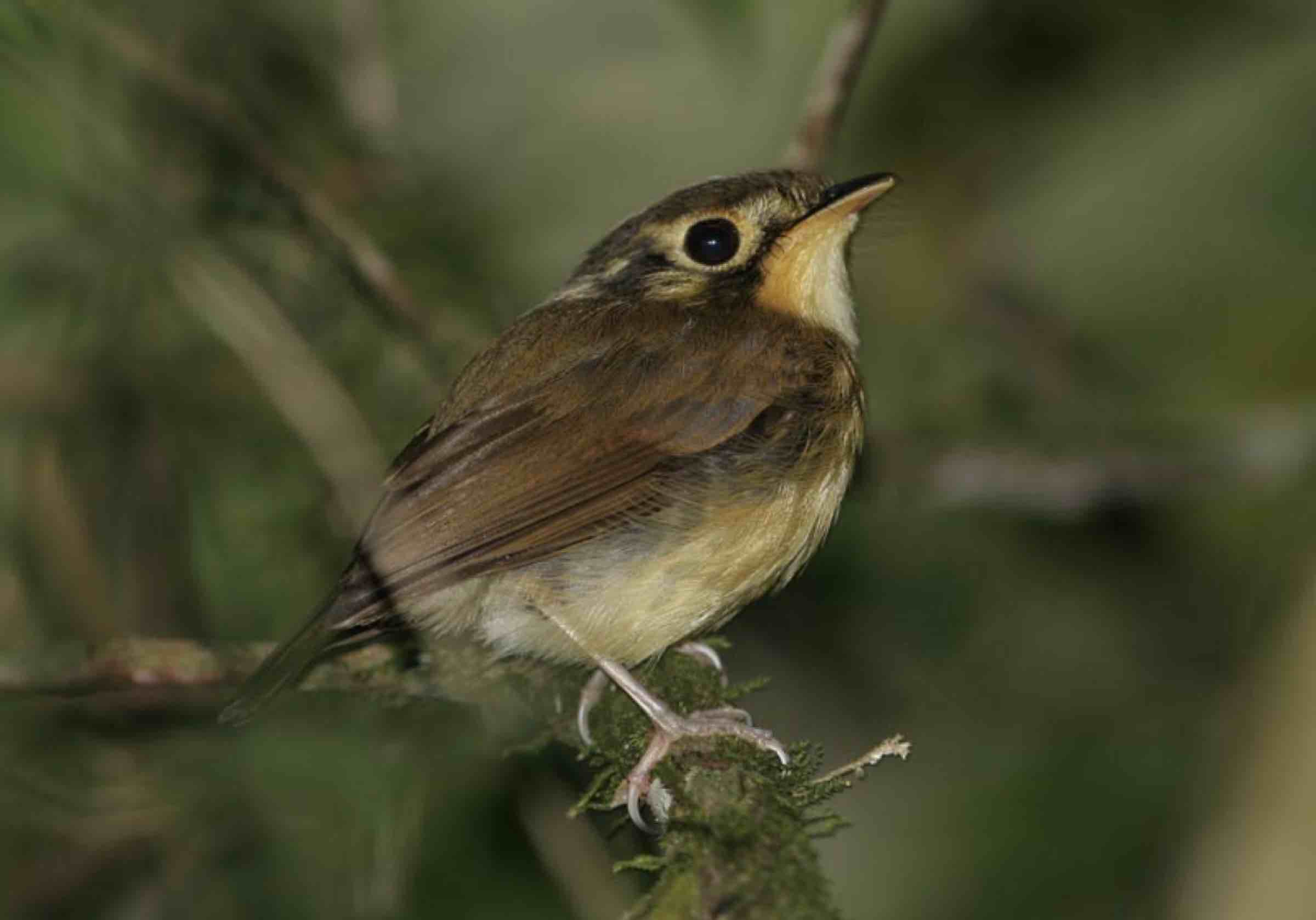 Platyrinchus mystaceus