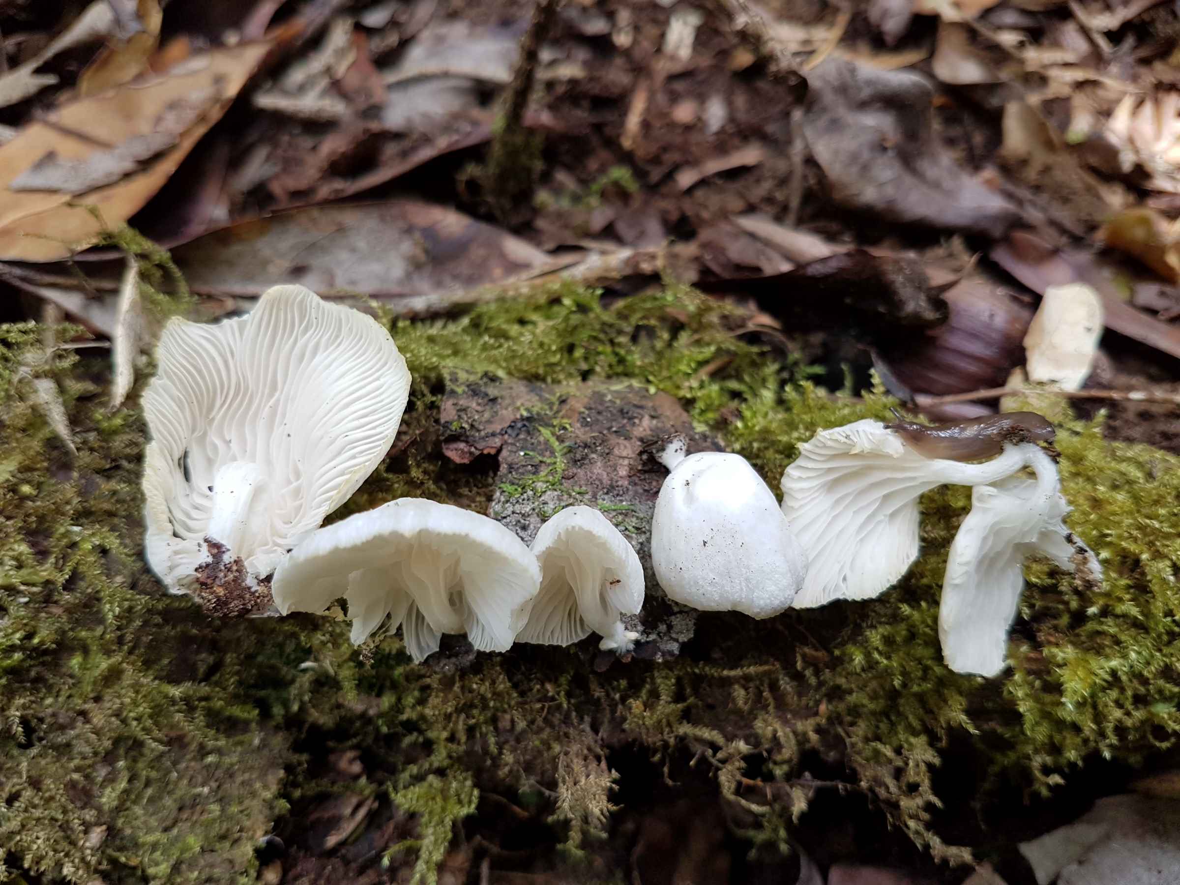 Pleurotus albidus