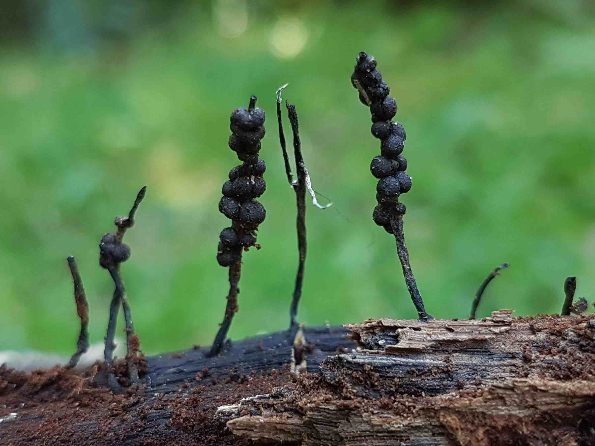 Xylaria tucumanensis