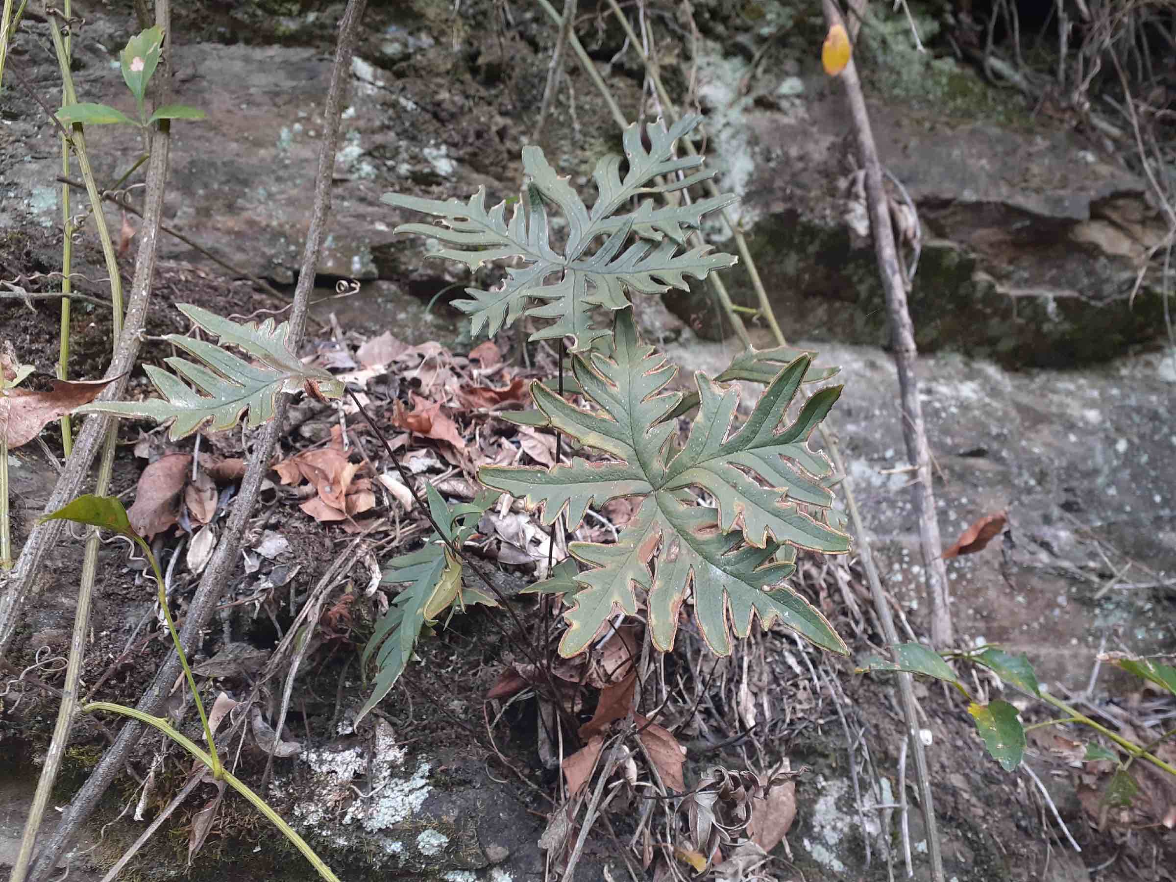 Doryopteris lorentzii