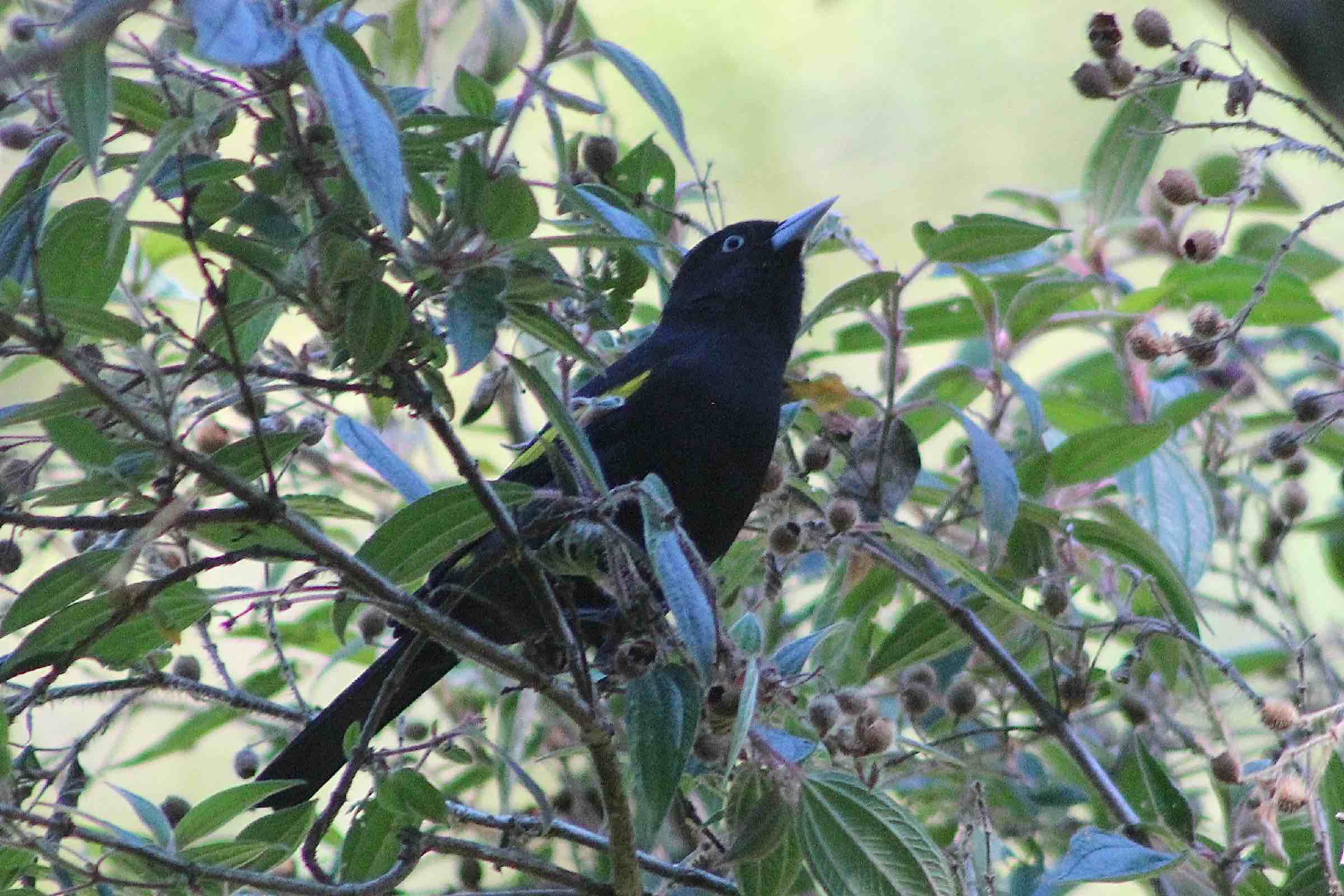 Quiz: Sons de aves da Mata Atlântica