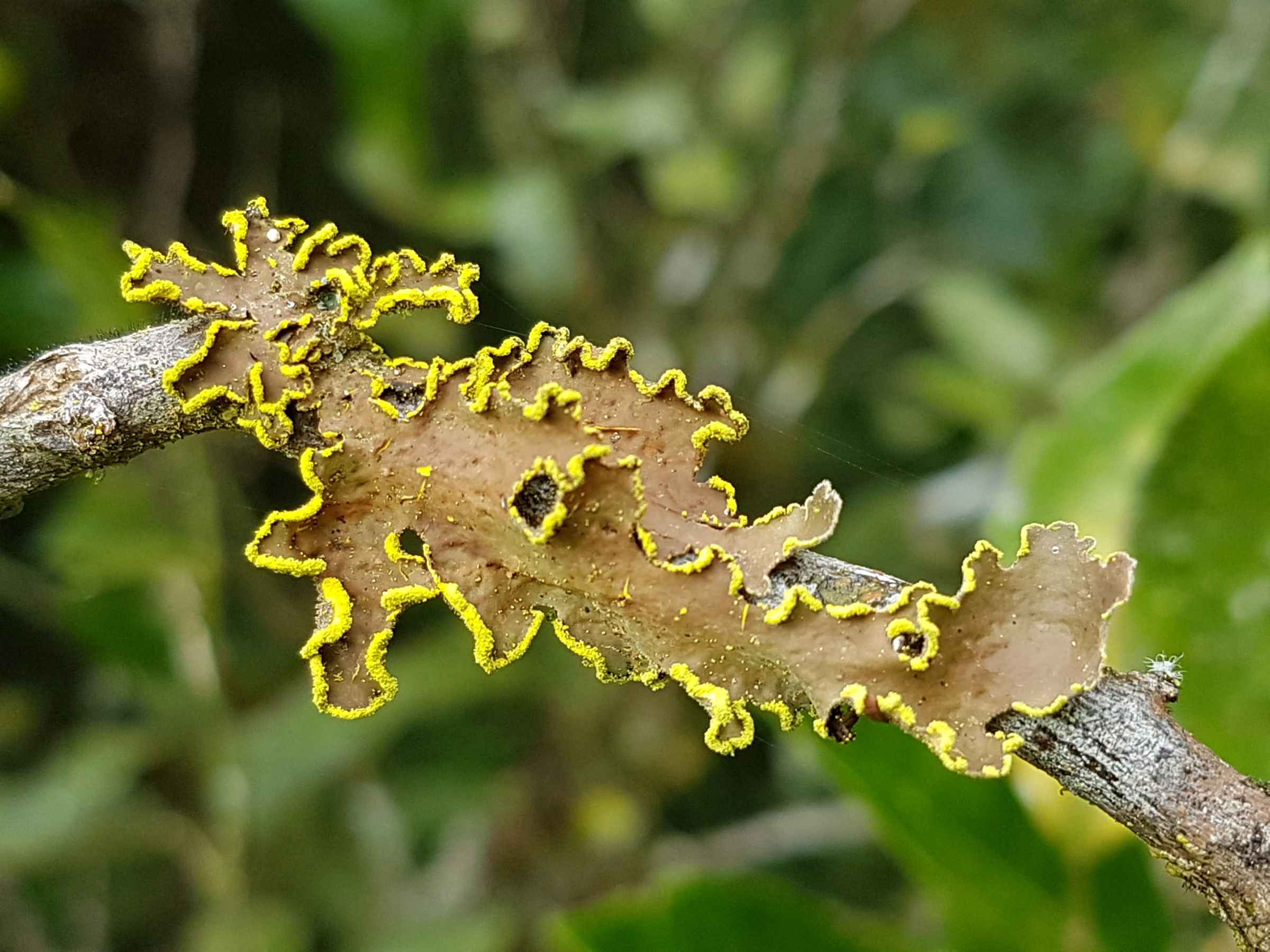 Crocodia aurata