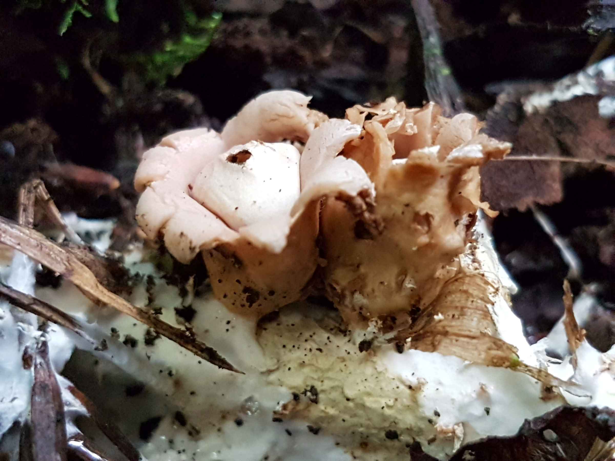 Geastrum schweinitzii