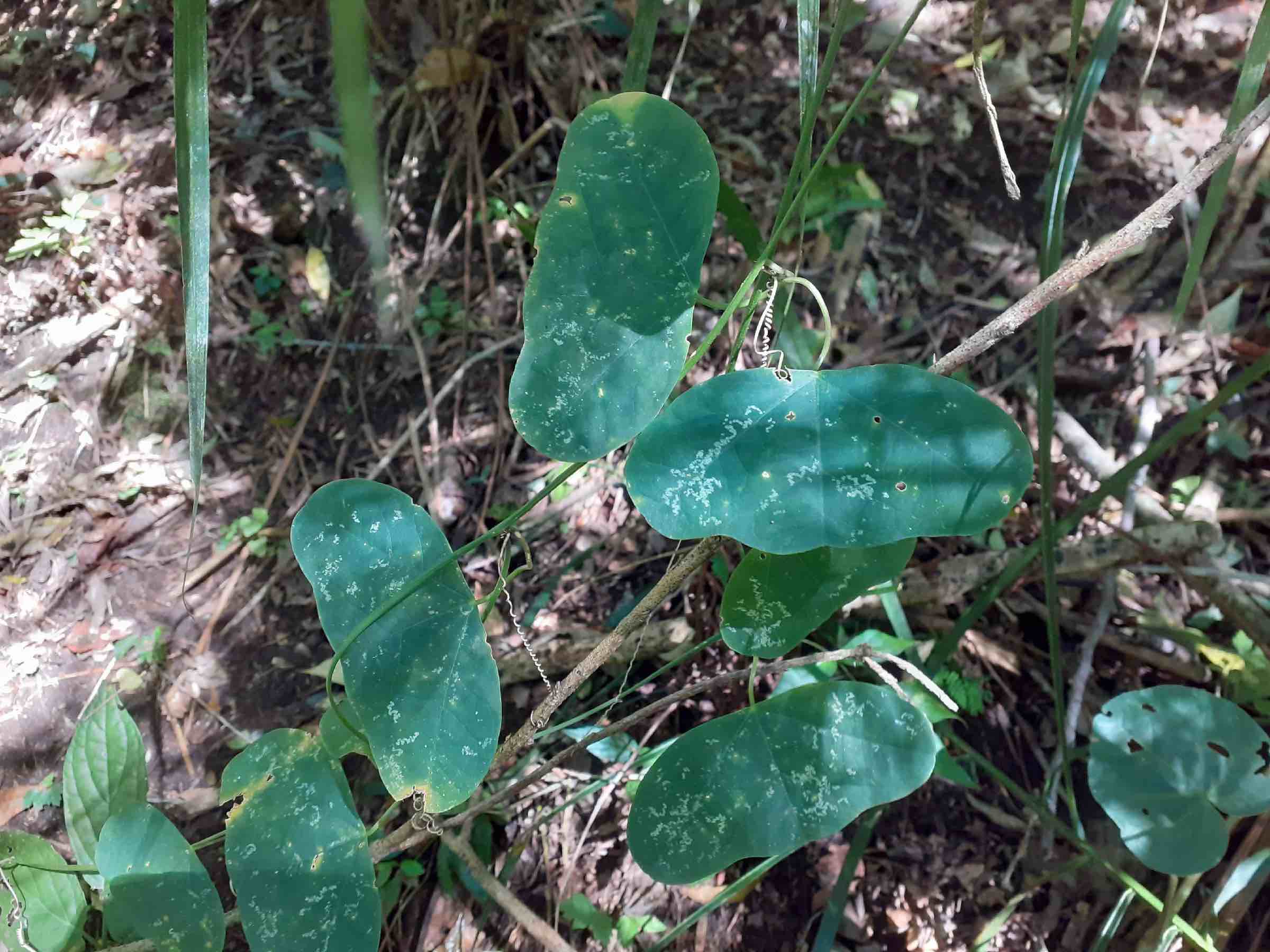 Passiflora cf. porophylla