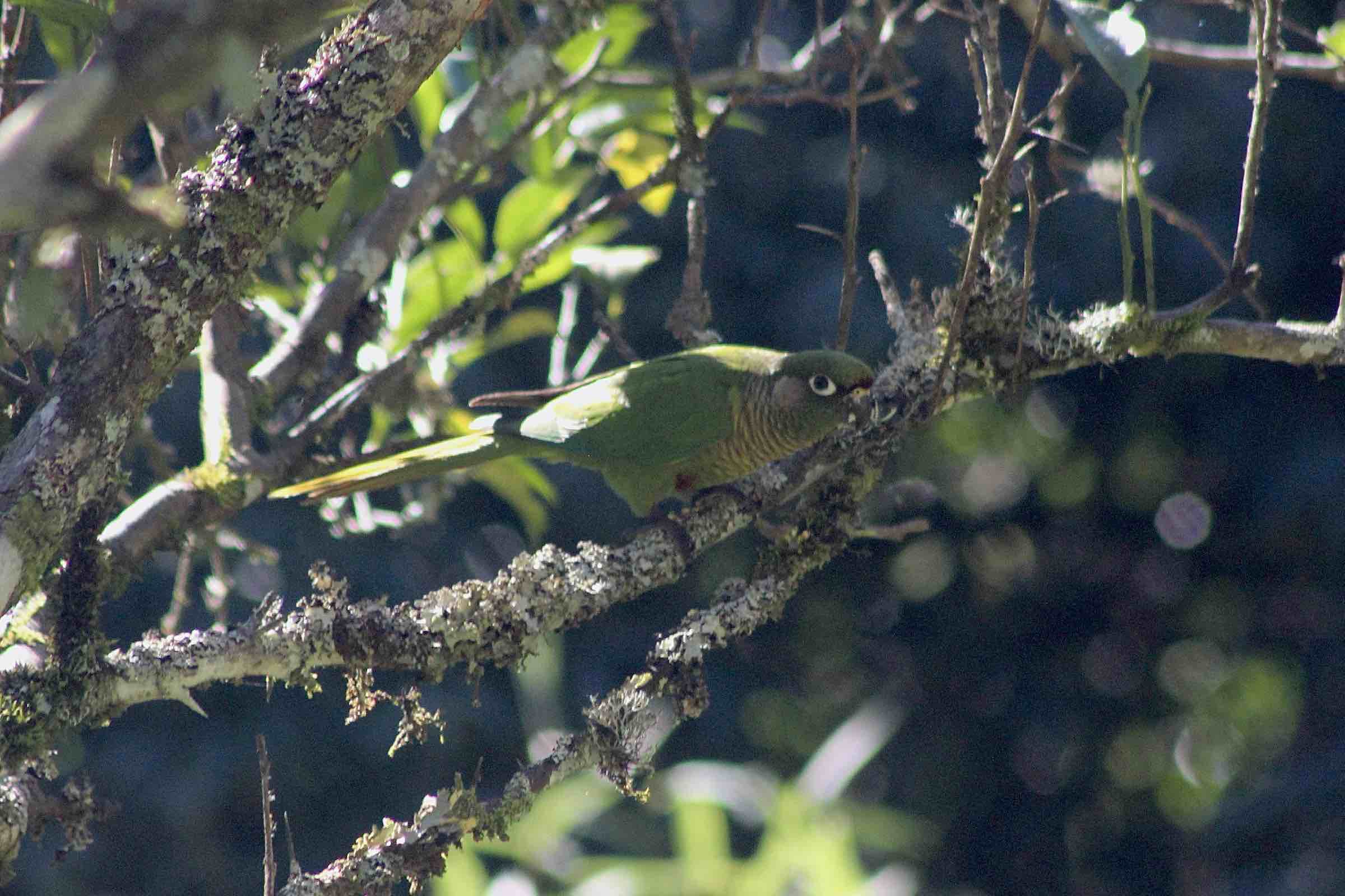 Pyrrhura frontalis