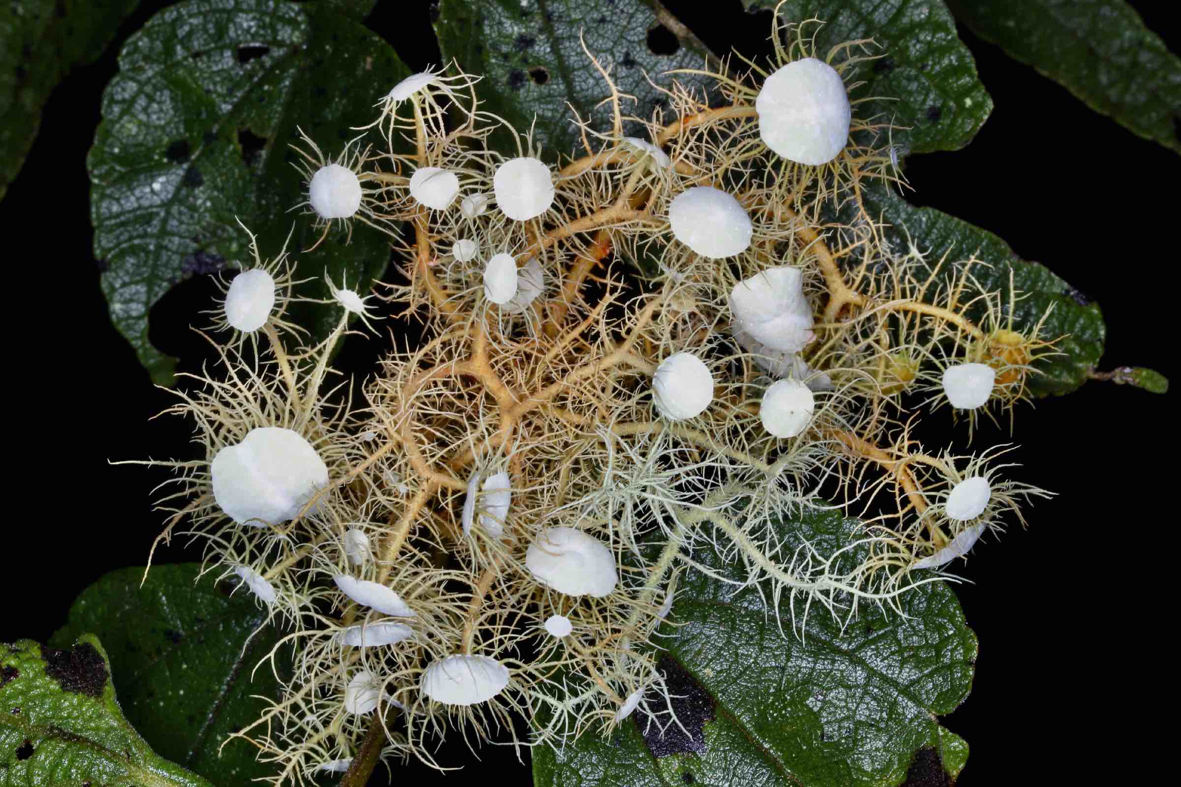 Usnea erinacea s.l.