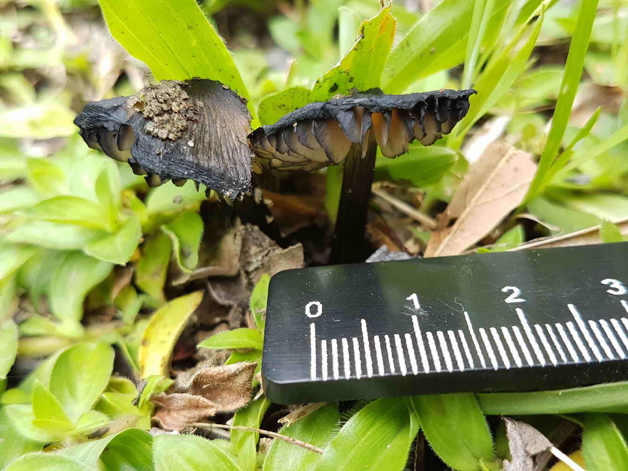 Hygrocybe conica