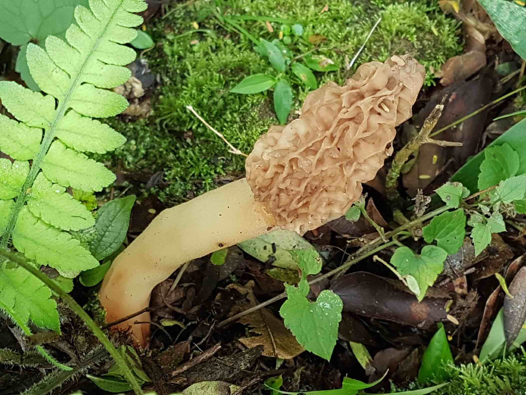 Morchella elata group