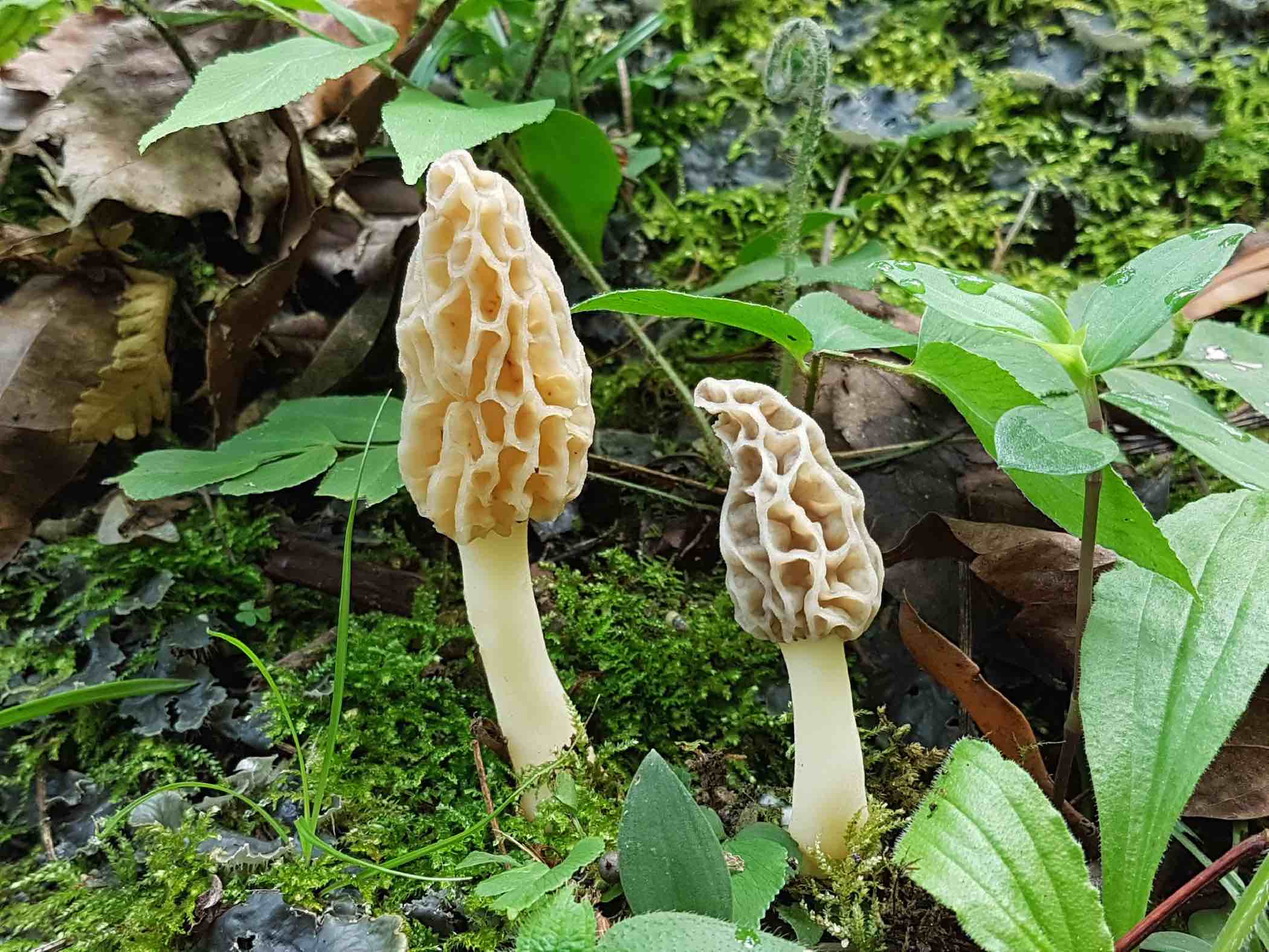 Morchella esculenta group