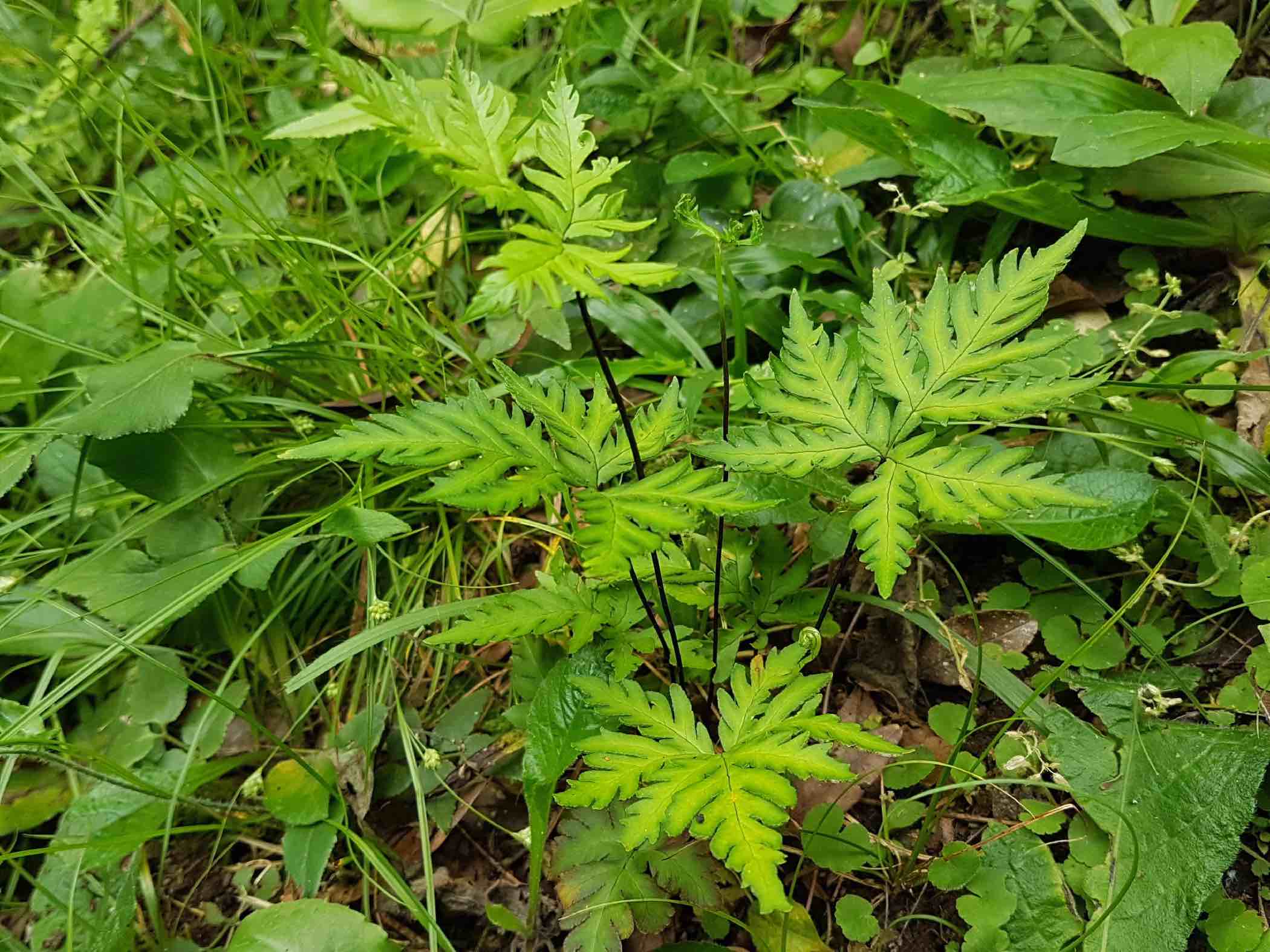 Doryopteris concolor