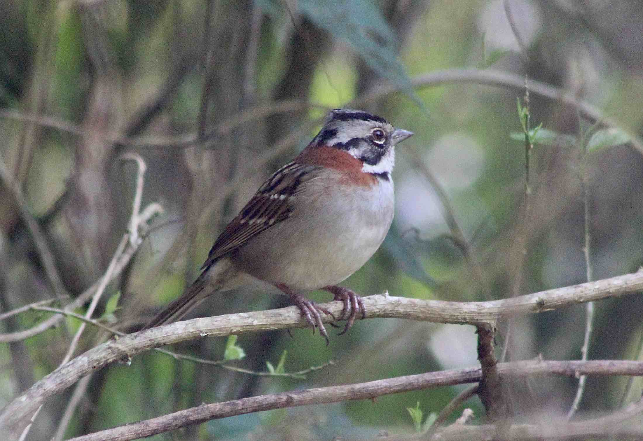 Zonotrichia capensis