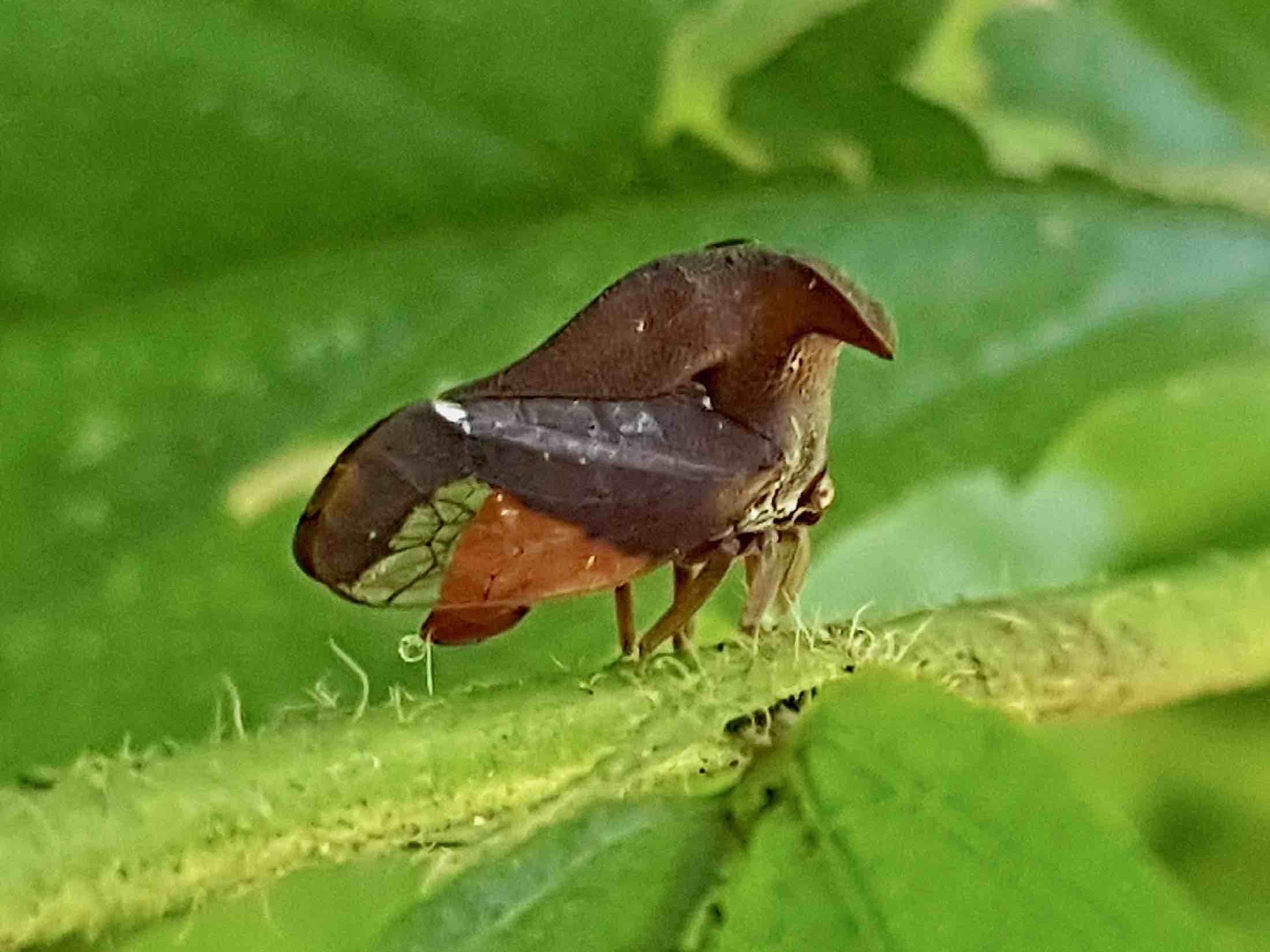 Lycoderes or Lycoderides sp.