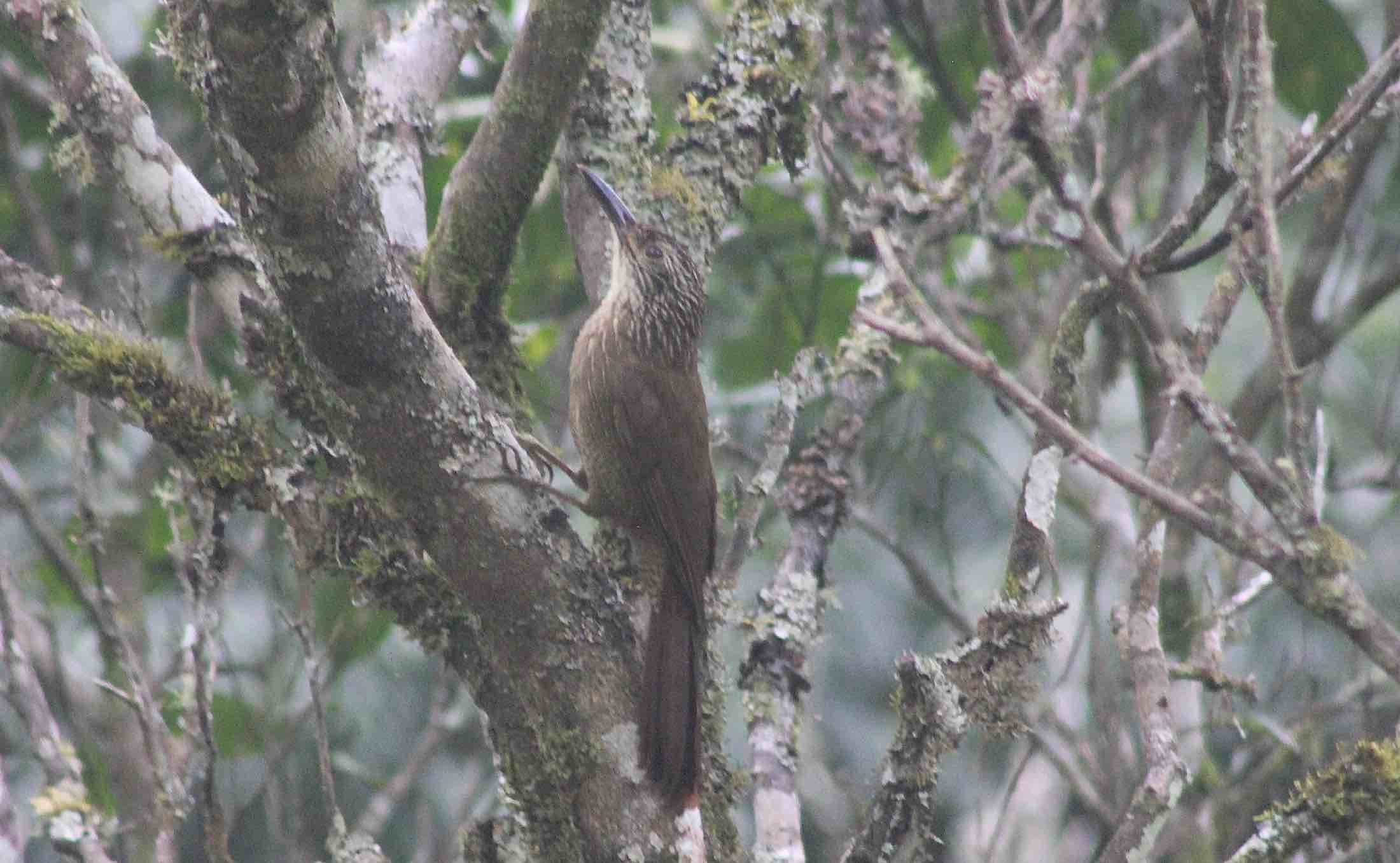 Dendrocolaptes platyrostris