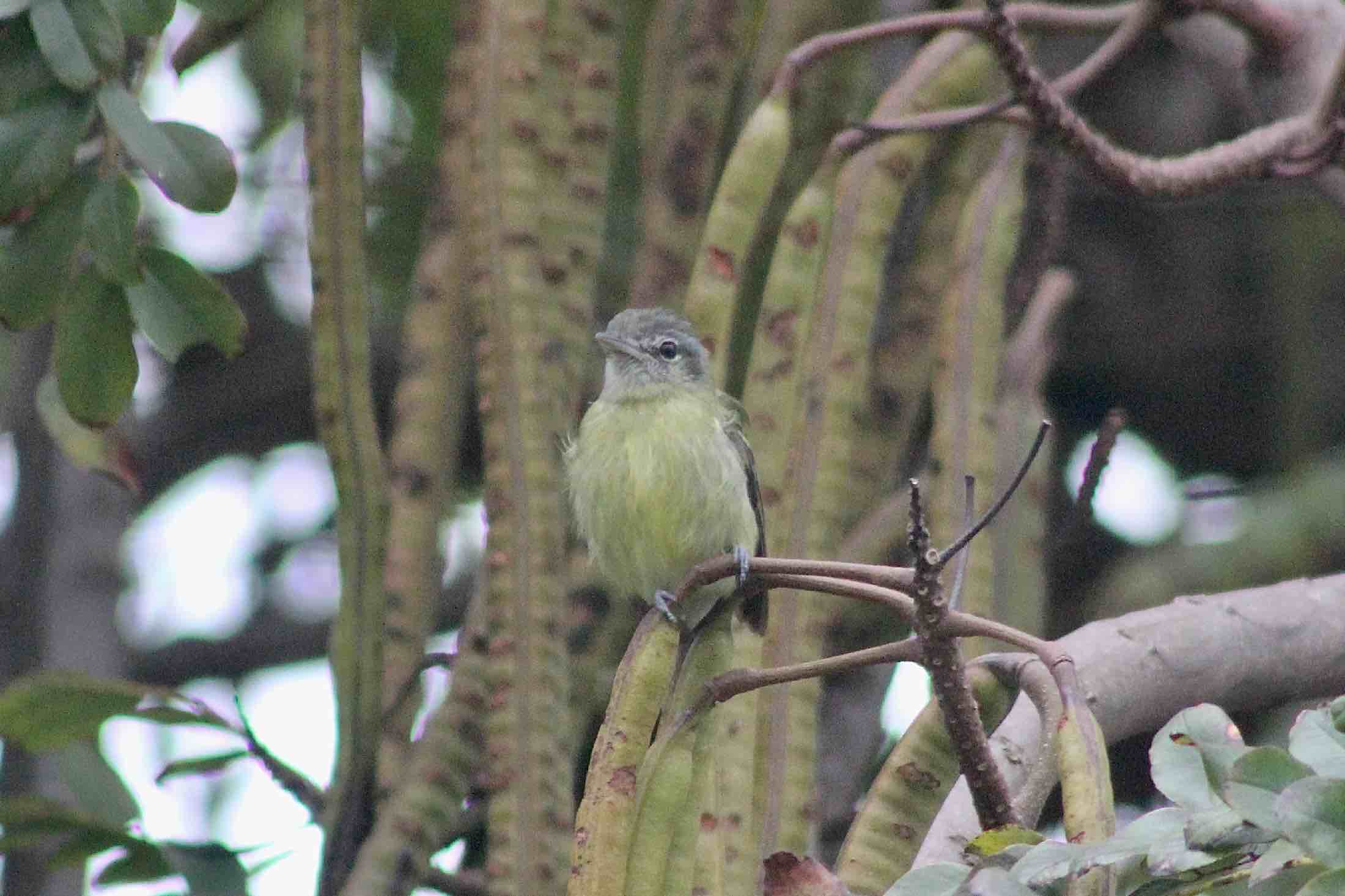 Tolmomyias sulphurescens