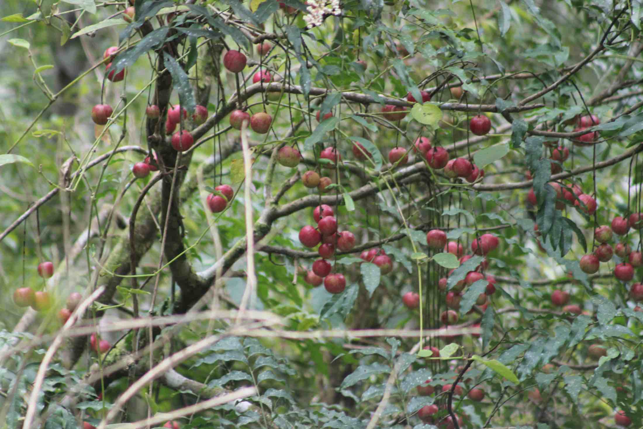 Cabralea canjerana