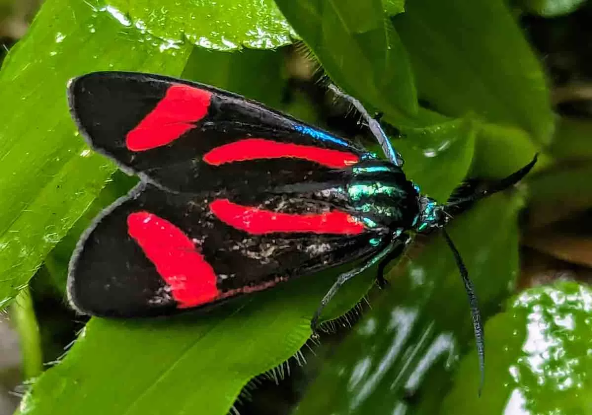 Cyanopepla jucunda