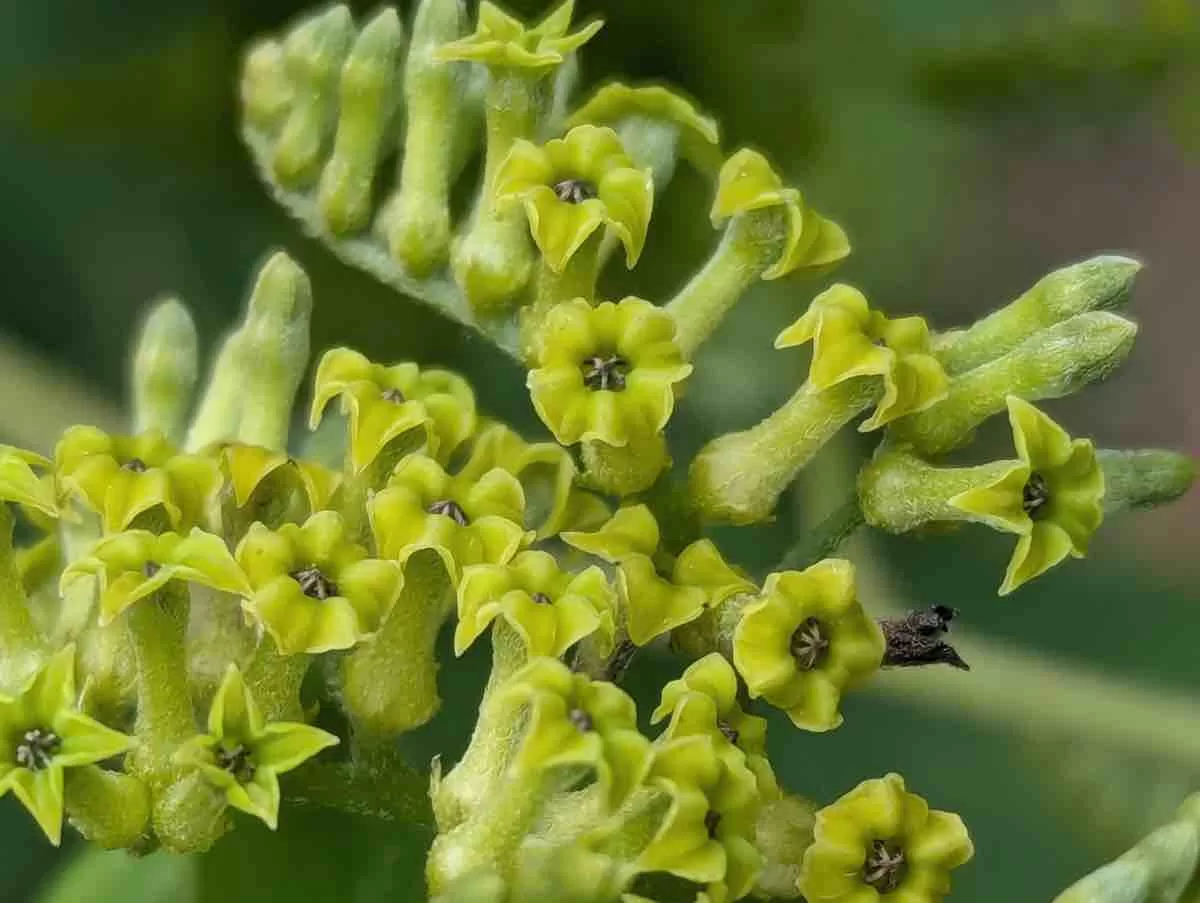 Myriopus paniculatus