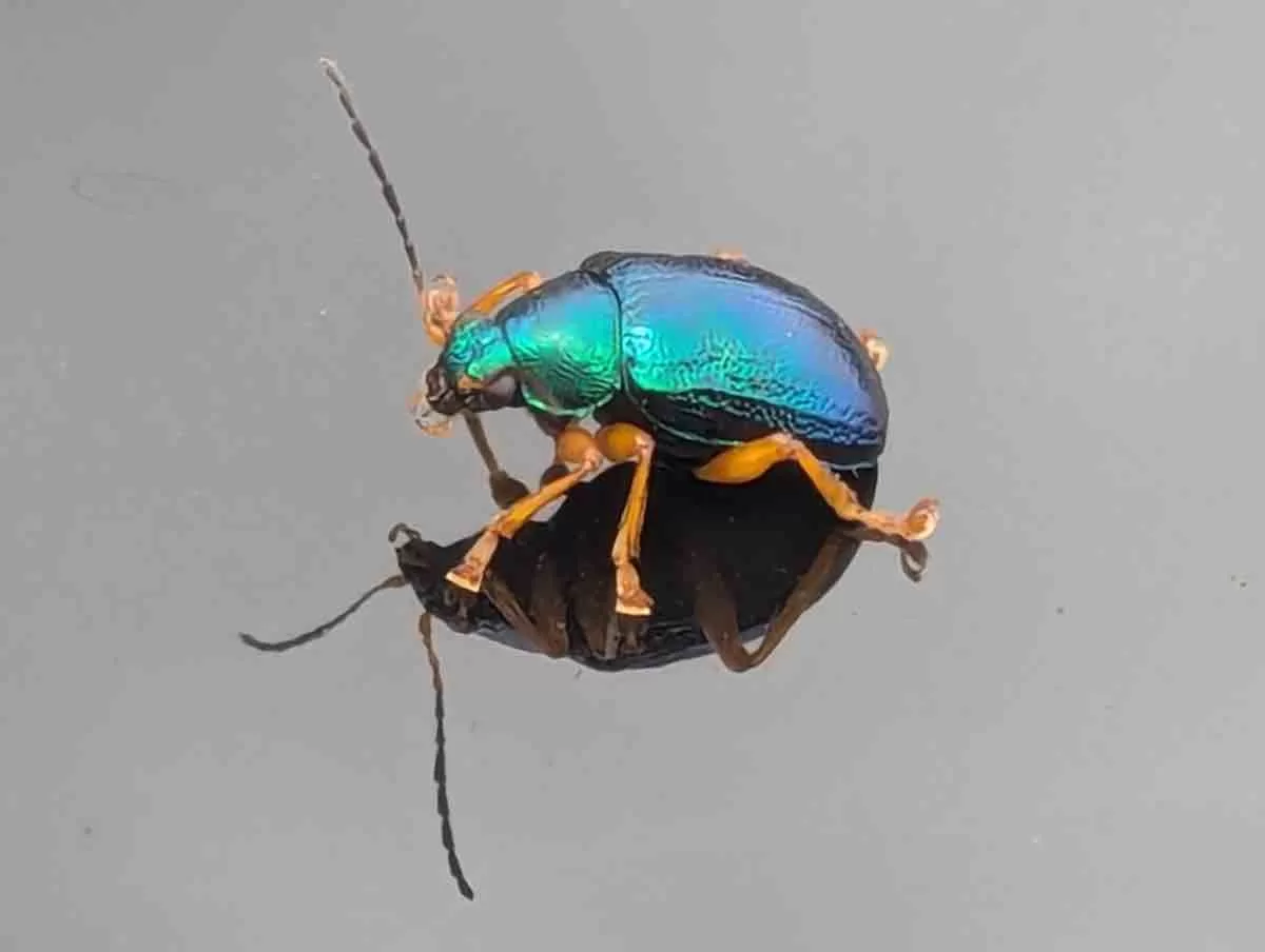 Nodocolaspis costipennis